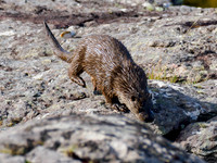 Otter on the Move