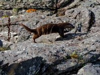 Otter