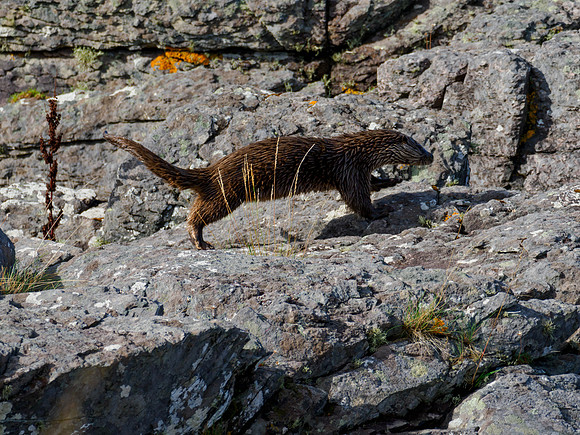Otter
