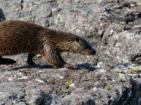 Otter