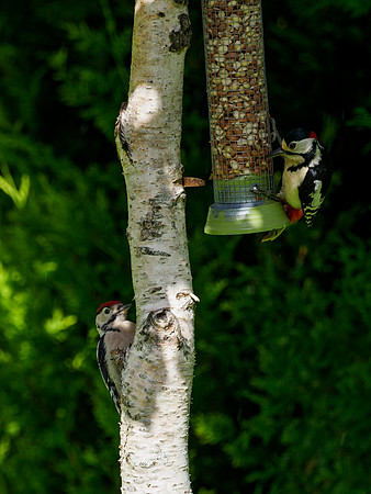 Great Spotted Woodpecker