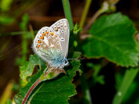 Common Blue Butterfly (Polyommatus icarus)