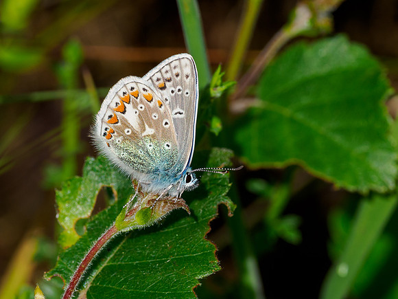 Common Blue Butterfly (Polyommatus icarus)