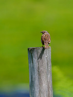 Dunnock on a Post