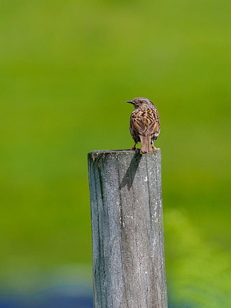 Dunnock on a Post