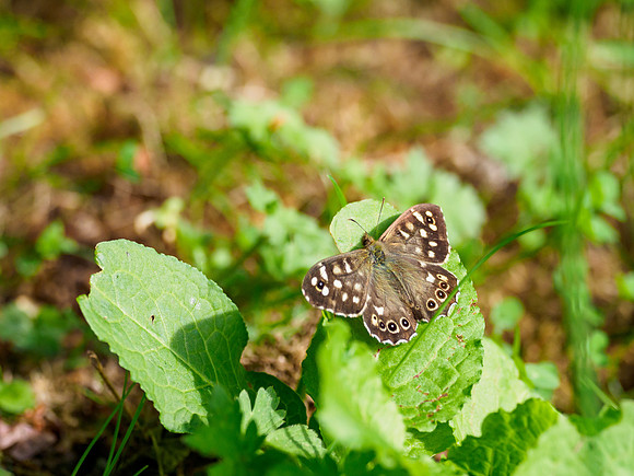 20220626-Garden Animals-EM128469