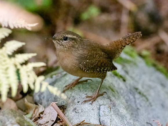 Wren