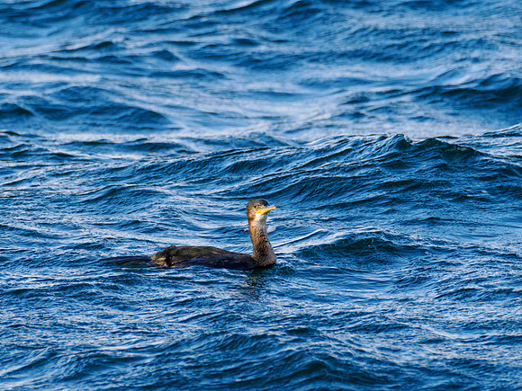Cormorant (Phalacrocorax carbo)