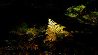 Backlit Bracken