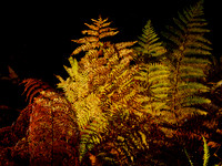 Backlit Bracken