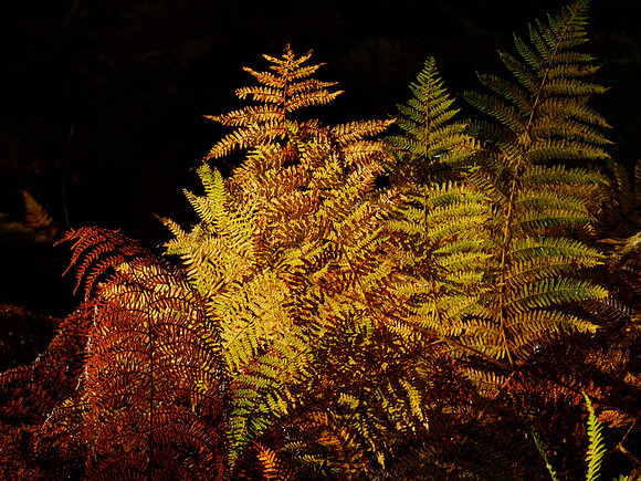 Backlit Bracken