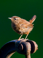 Wren through the Window