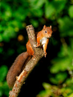 Leaping for Food 1