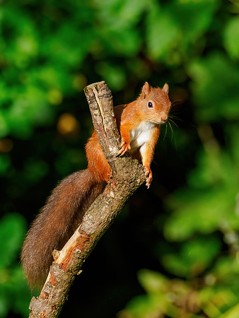 Leaping for Food 1