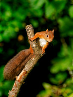 Leaping for Food 2