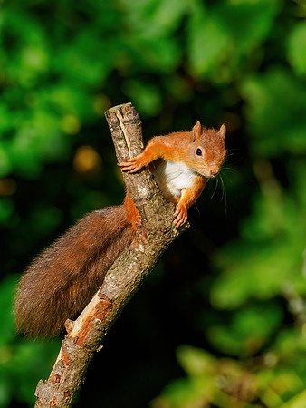 Leaping for Food 2