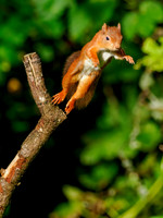 Leaping for Food 3