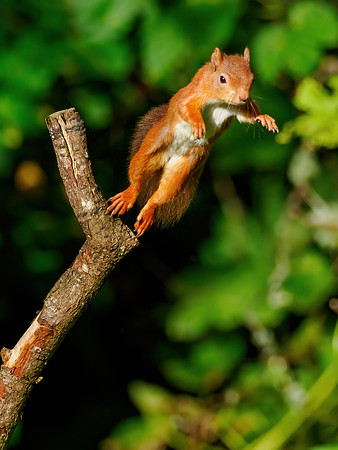 Leaping for Food 3