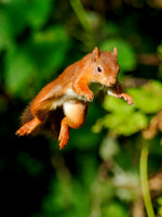 Leaping for Food 4