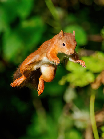 Leaping for Food 4