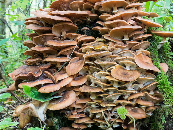Urquhart Bay Wood Autumn