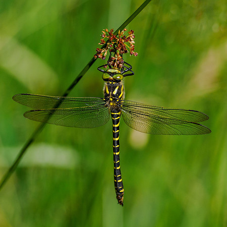 Male Golden-ringed Dragonfly