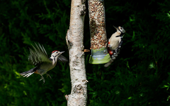 Great Spotted Woodpecker