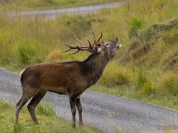 Close Encounter 2