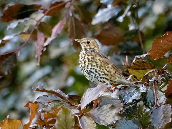 Song Thrush