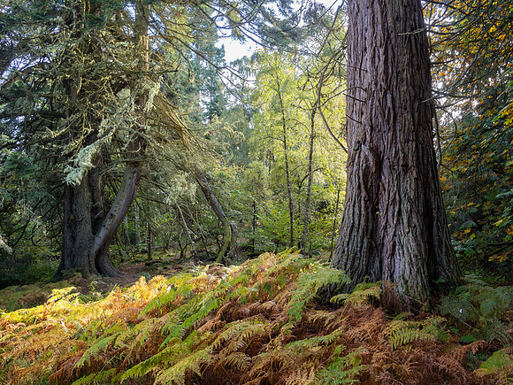 Land of the Giants
