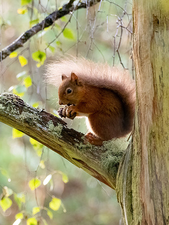 Red Squirrel (Sciurus vulgaris)