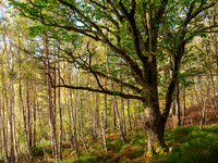 Achilty Oakwood