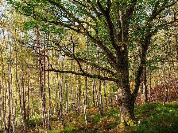 Achilty Oakwood