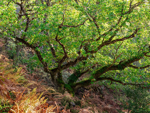 Achilty Oakwood