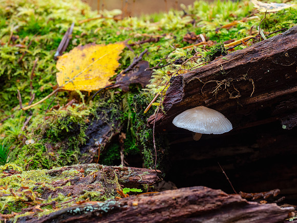 Balmacaan Fungi 1