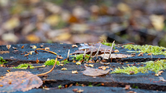 Balmacaan Fungi 2
