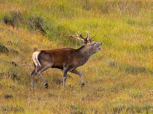 Close Encounter 3