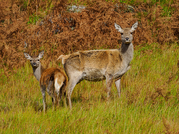 Red Deer Hind and Fawn