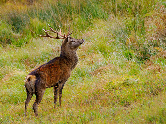 Red Deer Stag