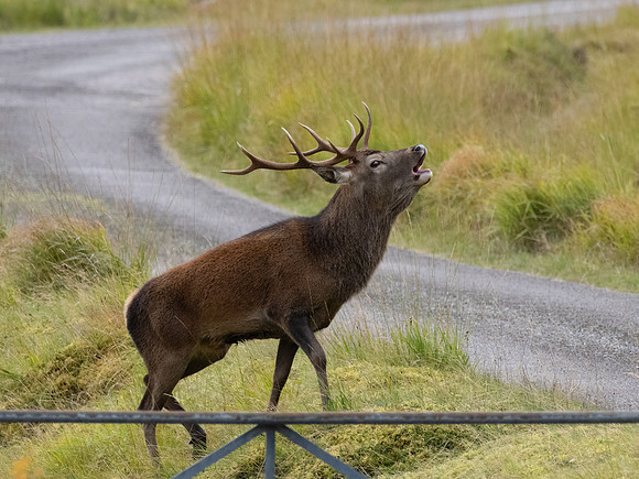 Close Encounter 1