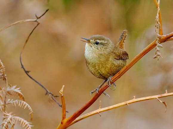 Wren