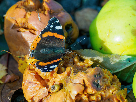 Butterfly Fruit