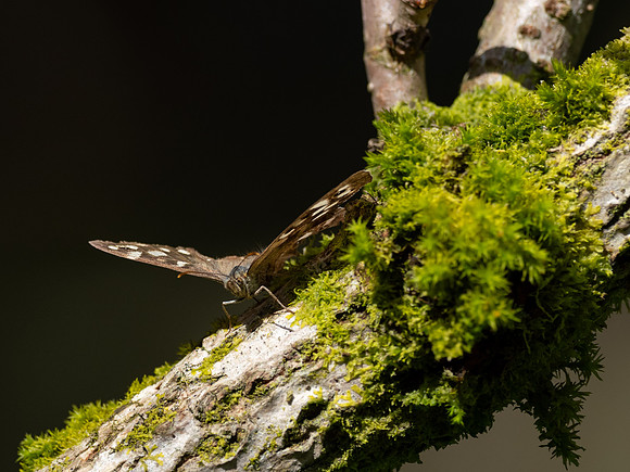 Speckled Wood