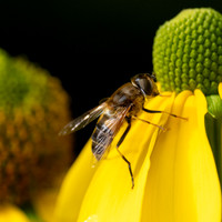 Hoverfly