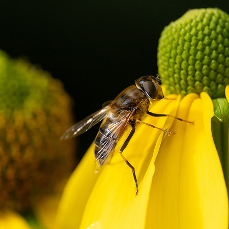 Hoverfly