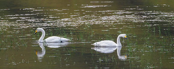 Swan Loch