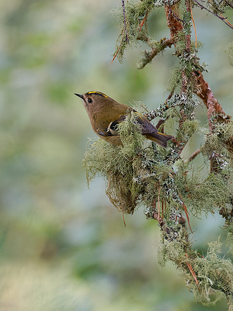 Goldcrest (Regulus regulus)