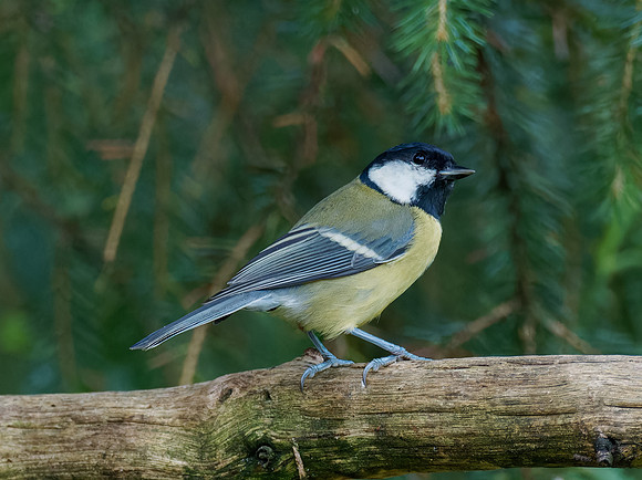 Great Tit