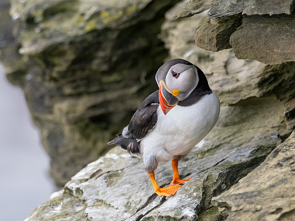 2023-07 Puffin
