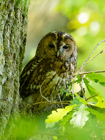 2023-05 Tawny Owl